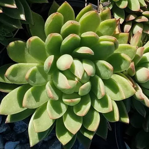 ECHEVERIA AGAVOIDES 1.3L