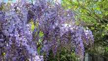 Load image into Gallery viewer, WISTERIA SINENSIS BLUE SAPPHIRE 3.3L
