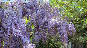 WISTERIA SINENSIS BLUE SAPPHIRE 3.3L