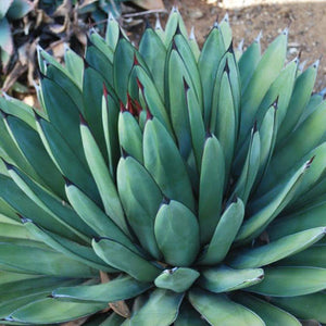 AGAVE LITTLE SHARK