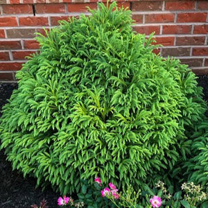 CRYPTOMERIA JAPONICA GLOBOSA NANA 2.5L