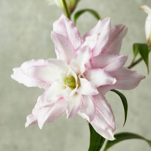 LILIUM ORIENTAL DOUBLE AMISTAD 1 BULB PACK