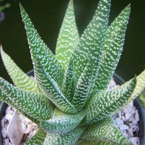 GASTERIA ROYAL HIGHNESS 14CM