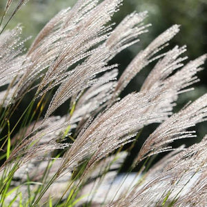 MISCANTHUS SINENSIS GRACILLIMUS 3.3L