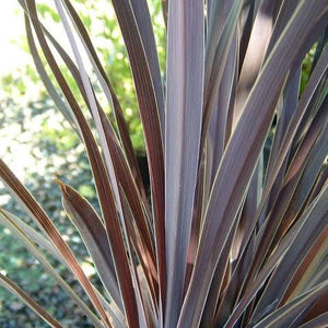 CORDYLINE AUSTRALIS MIDNIGHT STAR 10.0L