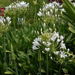 AGAPANTHUS SNOWBALL 2.5L