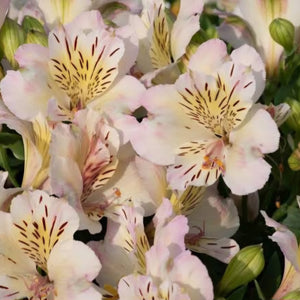 ALSTROEMERIA BORDER SUMMER VALLEY BEACH VALLEY 2.5L