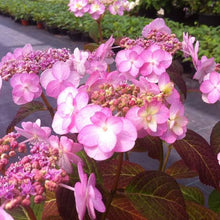 Load image into Gallery viewer, HYDRANGEA SERRATA SUMMER GLOW 3.3L
