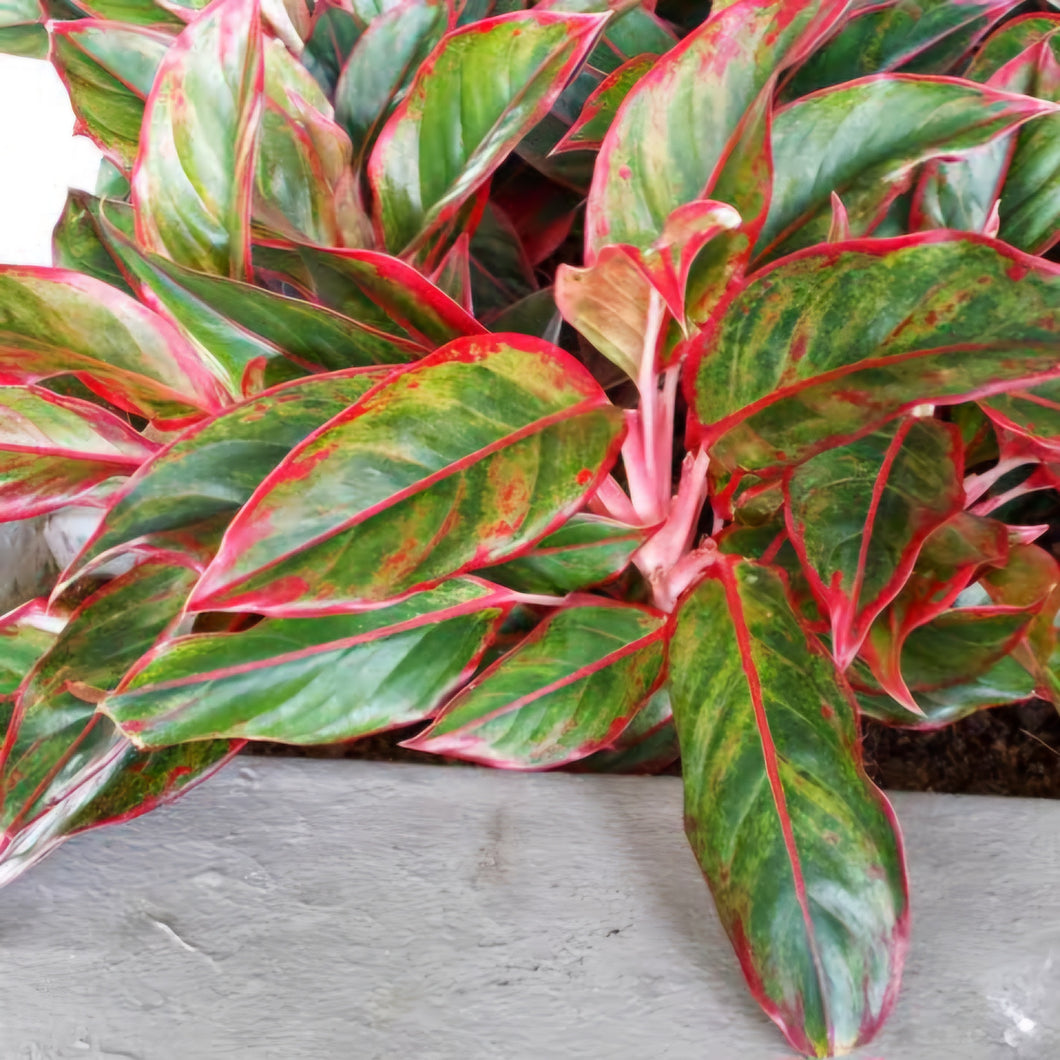 AGLAONEMA RED GOLD 12CM