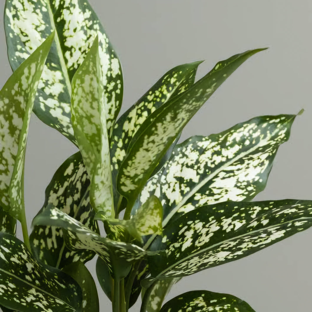 AGLAONEMA THAILAND SNOW 12CM