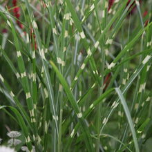 Load image into Gallery viewer, MISCANTHUS SINENSIS ZEBRINA 4.0L
