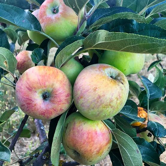 APPLE SEMI DWARF ORATIA BEAUTY PB18