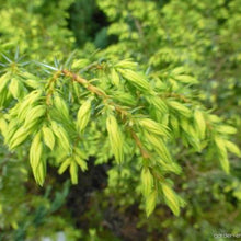 Load image into Gallery viewer, JUNIPERUS COMMUNIS DEPRESSA AUREA 2.5L
