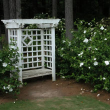 Load image into Gallery viewer, HIBISCUS SYRIACUS DIANA 8.5L
