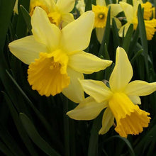 Load image into Gallery viewer, DAFFODIL MINIATURE FEBRUARY GOLD 5PK
