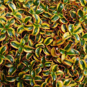 COPROSMA GOLDEN STAR 2.5L