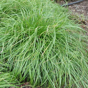 CAREX SECTA 10CM