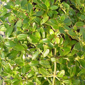 COPROSMA REPENS PROSTRATA 2.1L