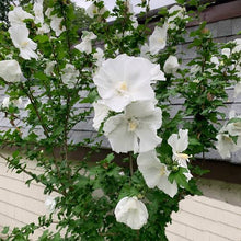 Load image into Gallery viewer, HIBISCUS SYRIACUS DIANA 8.5L
