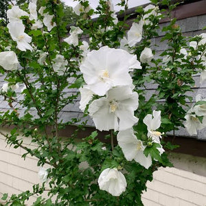 HIBISCUS SYRIACUS DIANA 8.5L