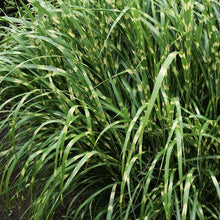 Load image into Gallery viewer, MISCANTHUS SINENSIS ZEBRINA 4.0L
