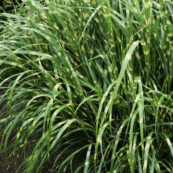 MISCANTHUS SINENSIS ZEBRINA 4.0L