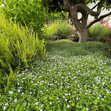 Load image into Gallery viewer, ISOTOMA FLUVIATILIS BLUE STAR CREEPER 1.0L
