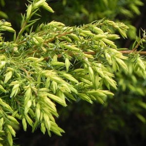 JUNIPERUS COMMUNIS DEPRESSA AUREA 2.5L