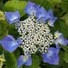 Load image into Gallery viewer, HYDRANGEA MACROPHYLLA BLUEBERRIES &amp; CREAM 2.5L
