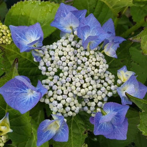 HYDRANGEA MACROPHYLLA BLUEBERRIES & CREAM 2.5L