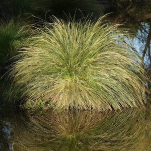 CAREX SECTA 10CM