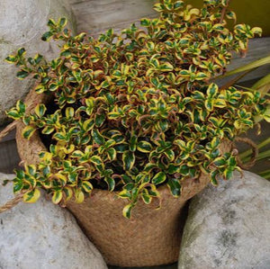 COPROSMA GOLDEN STAR 2.5L