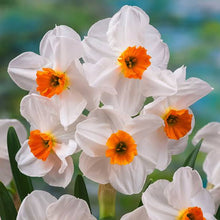 Load image into Gallery viewer, DAFFODIL TAZETTA GERANIUM 5PK
