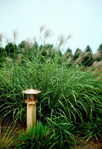 MISCANTHUS SINENSIS ZEBRINA 4.0L