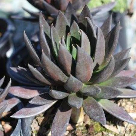 ECHEVERIA BLACK KNIGHT 2.0L