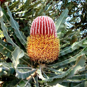 BANKSIA MENZIESII FIREWOOD BANKSIA 2.5L