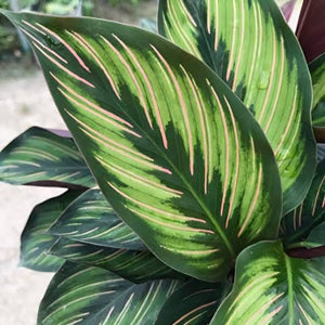 CALATHEA BEAUTY STAR 12CM