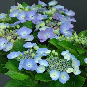 HYDRANGEA MACROPHYLLA BLUEBERRIES & CREAM 2.5L