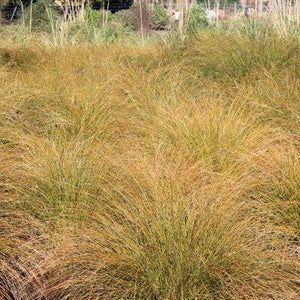 CAREX SECTA 10CM