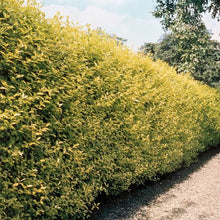 Load image into Gallery viewer, LIGUSTRUM OVALIFOLIUM AUREUM GOLDEN PRIVET 2.5L
