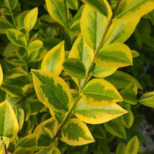 Load image into Gallery viewer, LIGUSTRUM OVALIFOLIUM AUREUM GOLDEN PRIVET 2.5L
