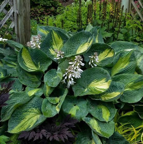 HOSTA HUDSON BAY 12CM