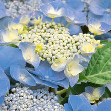 Load image into Gallery viewer, HYDRANGEA MACROPHYLLA BLUEBERRIES &amp; CREAM 2.5L
