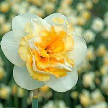Load image into Gallery viewer, DAFFODIL DOUBLE GOLDEN PEARL 5PK
