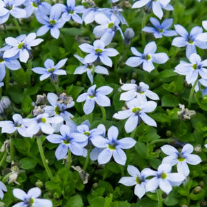 ISOTOMA FLUVIATILIS BLUE STAR CREEPER 1.0L