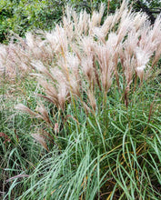 Load image into Gallery viewer, MISCANTHUS SINENSIS MORNING LIGHT 3.3L
