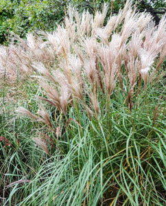 MISCANTHUS SINENSIS MORNING LIGHT 3.3L