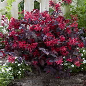 LOROPETALUM RED TEMPLE 2.0L