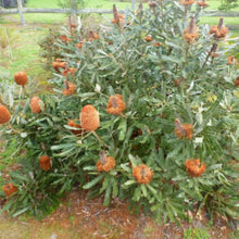 Load image into Gallery viewer, BANKSIA MENZIESII FIREWOOD BANKSIA 2.5L
