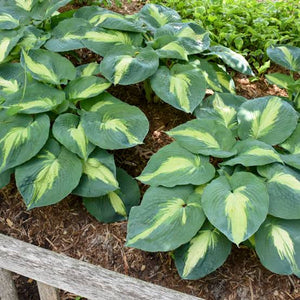 HOSTA HUDSON BAY 12CM